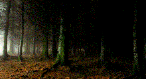 Une forêt épaisse et mystérieuse