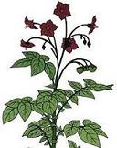 Une plante miraculeuse
