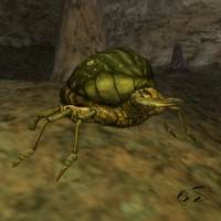 Un des insectes des sables... malheur de Isak