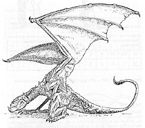 gentil dragonnet