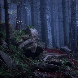 Nous parcourons des sous-bois lugubres