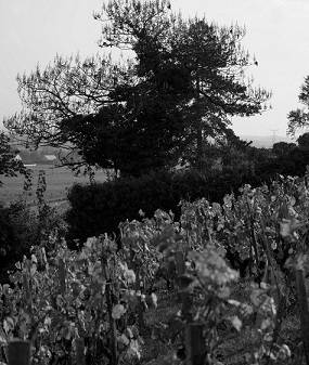 Les vignes "hantées"
